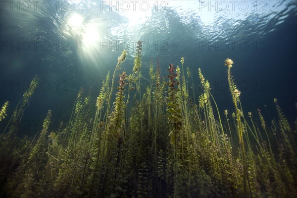 Underwater plants near the shore of a small lake