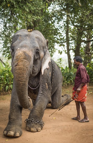 Asian Elephant (Elephas maximus)