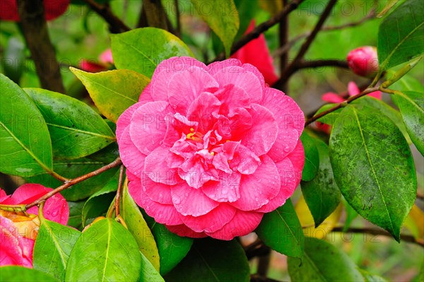 Camellia (Camellia japonica)