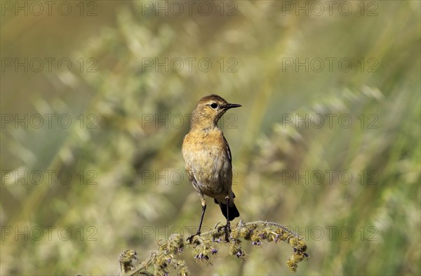 Isabelline wheatear (Oenanthe isabellina)
