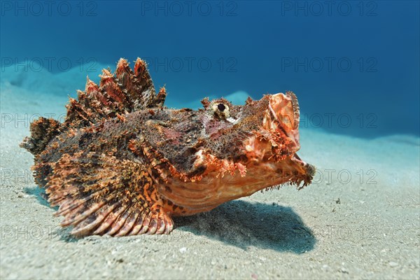 Bearded scorpionfish (Scorpaenopsis barbata)