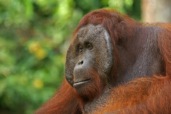 Bornean Orangutan (Pongo pygmaeus)