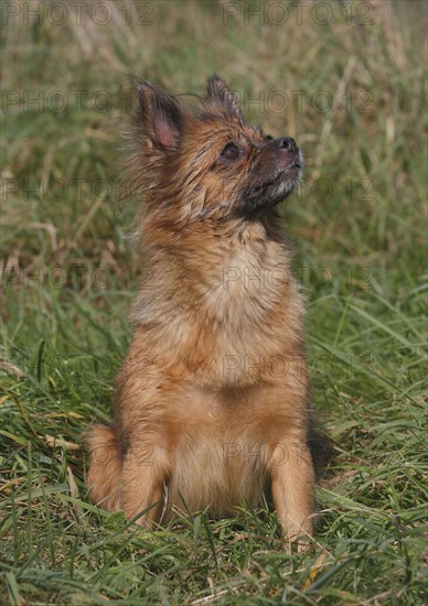 Chihuahua-Pomeranian mixed breed