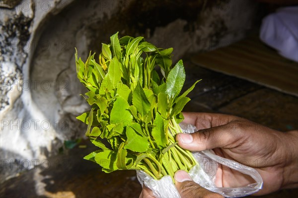 Hand holding Khat or Qat (Catha edulis)