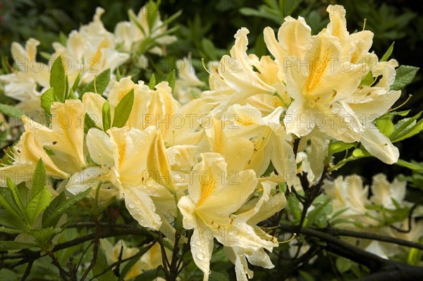 Blooming yellow Rhododendron (Rhododendron molle)