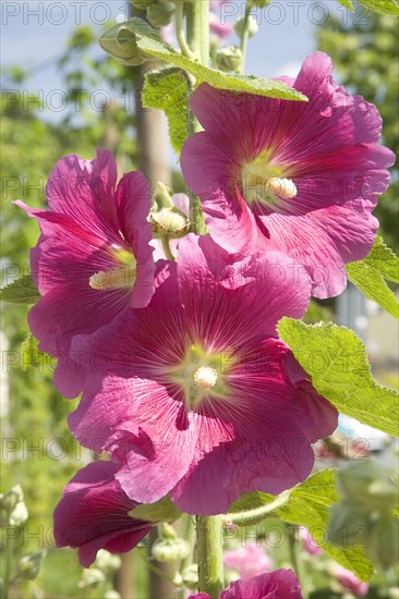 Red Hollyhock (Malva)