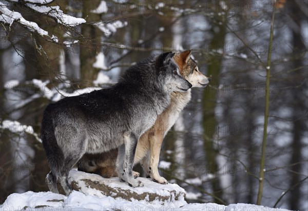 Male and female leader of the pack