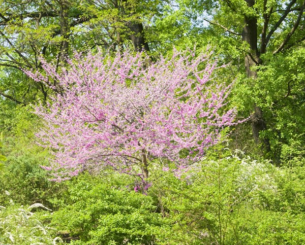 Eastern Redbud (Cercis canadensis)