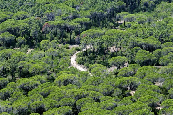 Trail through a pine forest