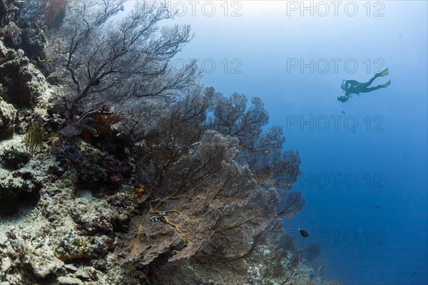 Diving on the reef with sea fans