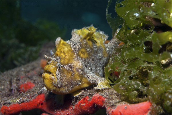 Commerson's or giant frogfish (Antennarius commersonii)