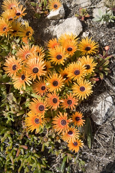 Ice Plants (Dorotheanthus bellidiformis) Cape Region