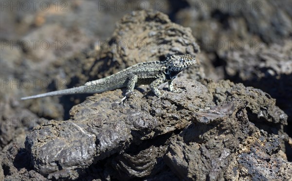 Galapagos Lava Lizard (Microlophus albemarlensis)