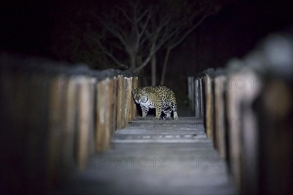 Jaguar (Panthera onca palustris) adult