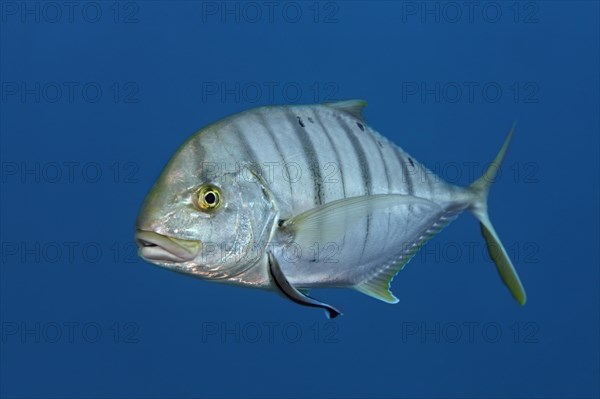 Blue trevally (Carangoides ferdau)