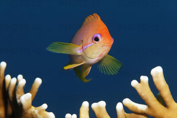 Threadfin goldie (Nemanthias carberryi) over fire coral