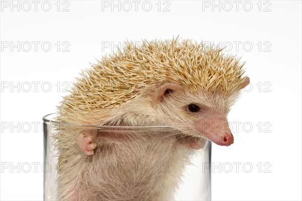 Albino African white-bellied hedgehog in a glass