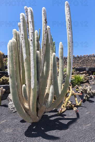 Micranthocereus albicephalus cactus