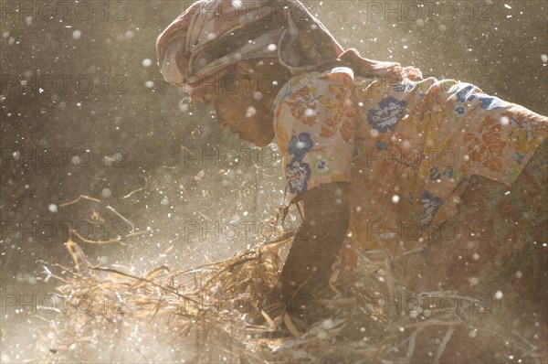 Woman harvesting Broad Beans or Fava Beans (Vicia faba)