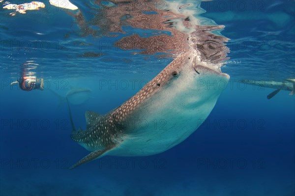 Whale shark (Rhincodon typus) Bohol Sea