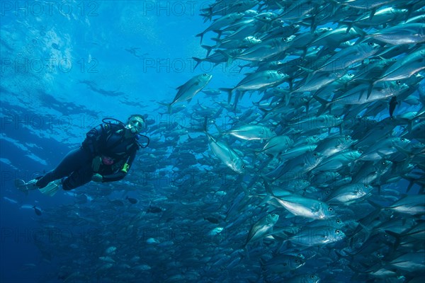 Female diver watching a school of Bigeye Trevallies (Caranx sexfasciatus)