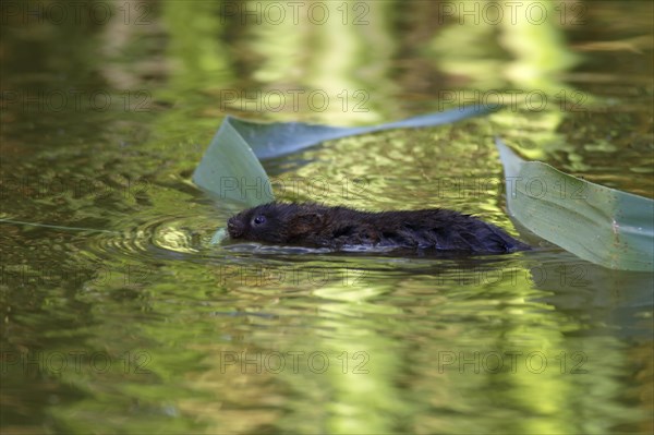 Water Vole (Arvicola terrestris