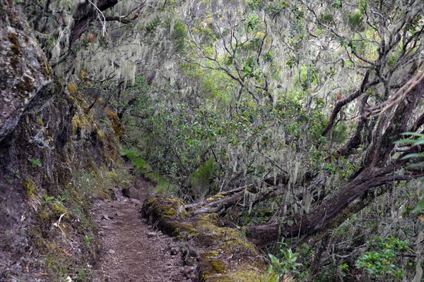 Cloud forest