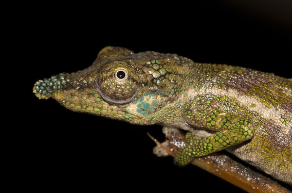 Nose-horned Chameleon (Calumma nasutum) in the rainforest of Marojejy