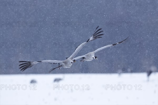 Gray Cranes (Grus grus)