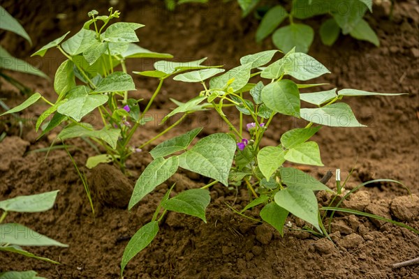 Sweet Potato plants (Ipomoea batatas)