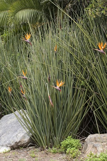 Rushes Strelitzia (Strelitzia juncea)