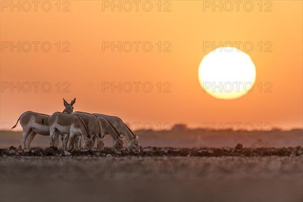 Onager or Asiatic wild ass (Equus hemionus)