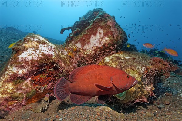 Tomato Hind (Cephalopholis sonnerati)