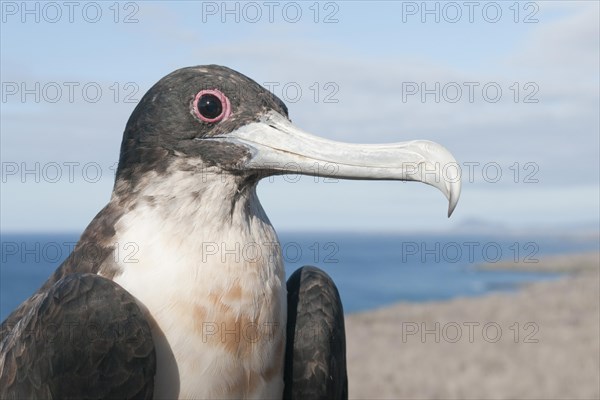 Young Magnificent frigatebird (Fregata magnificens)