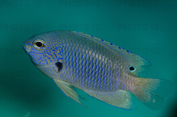 Nagasaki Damselfish (Pomacentrus nagasakiensis)