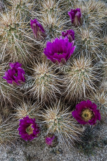 Engelmann's hedgehog cactus (Echinocereus engelmannii)