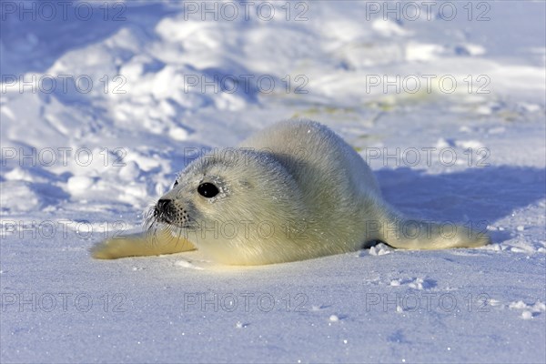 Harp Seal or Saddleback Seal (Pagophilus groenlandicus