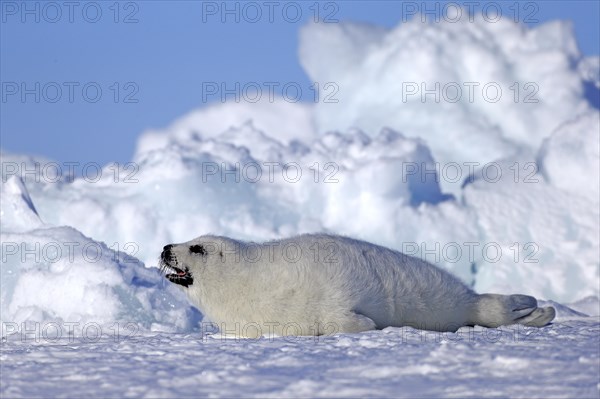 Harp Seal or Saddleback Seal (Pagophilus groenlandicus