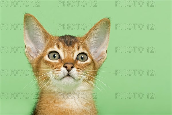 Abyssinian kitten