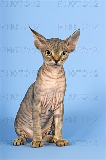 Devon Rex