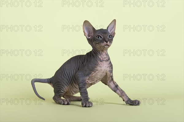 Donskoy cat or Don Sphynx