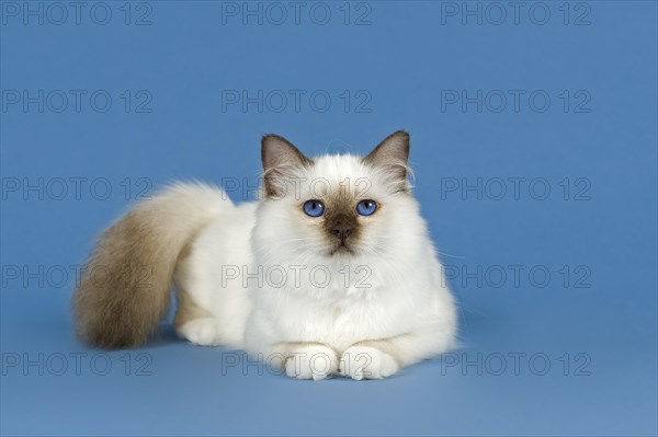 Birman Cat