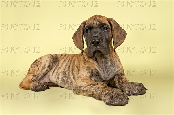 Great Dane