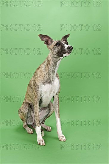 Whippet
