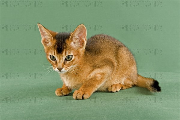 Abyssinian kitten