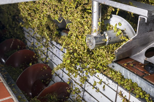 Silvaner grapes after being squeezed in the Juliusspital Wurzburg winery