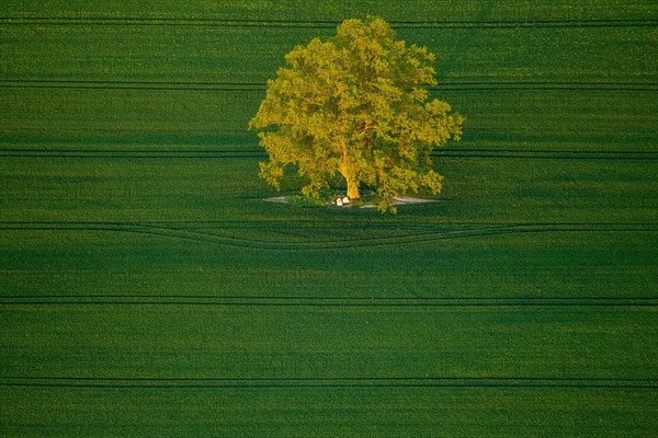 Tree in a green field