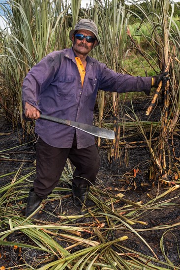 Worker harvesting sugar cane by hand