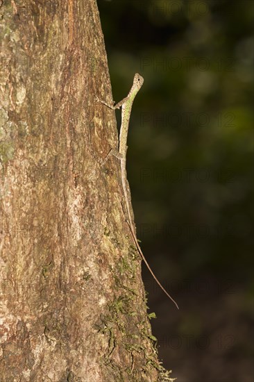 black-bearded Gliding Lizard (Draco melanopogon)