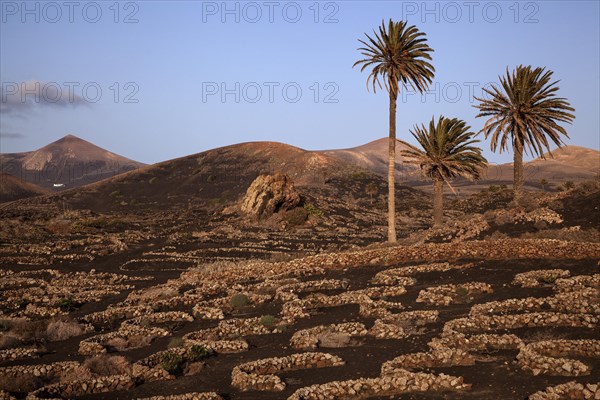 Typical vineyards in dry cultivation in volcanic ash